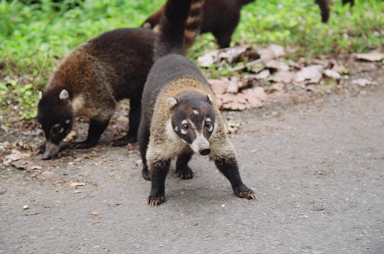 Coati