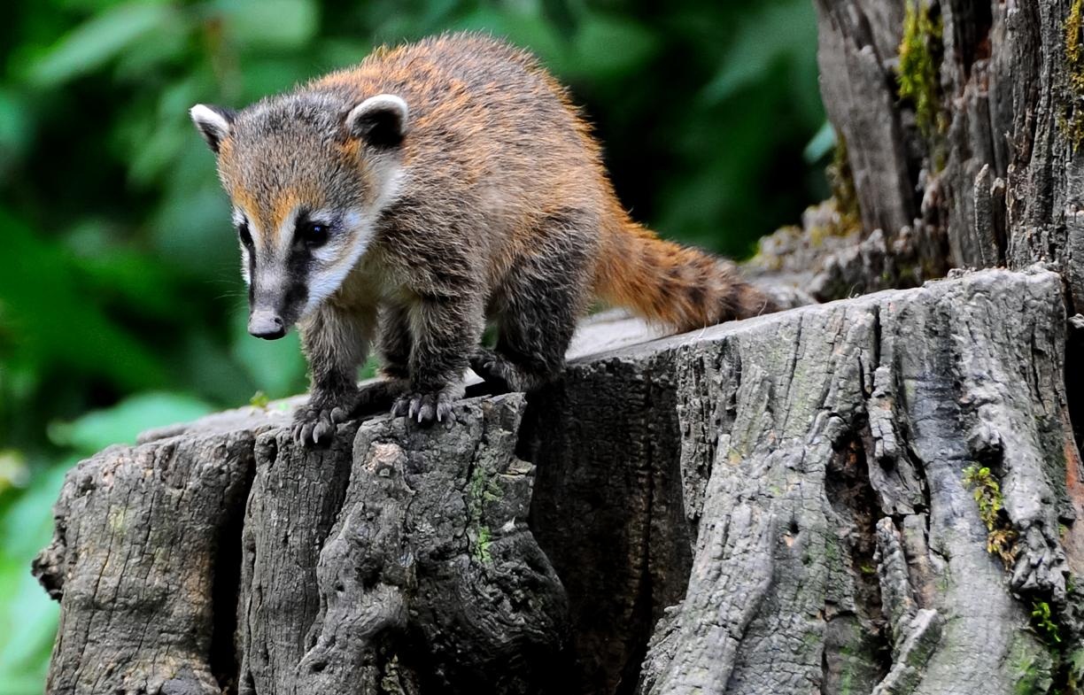 White-nosed coati, Nasua narica, feeding on a palm tree, Belize, Central America