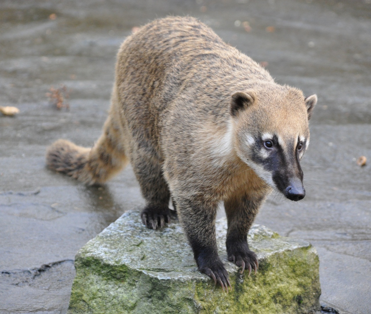 White-nosed coati, Nasua narica, feeding on a palm tree, Belize, Central America