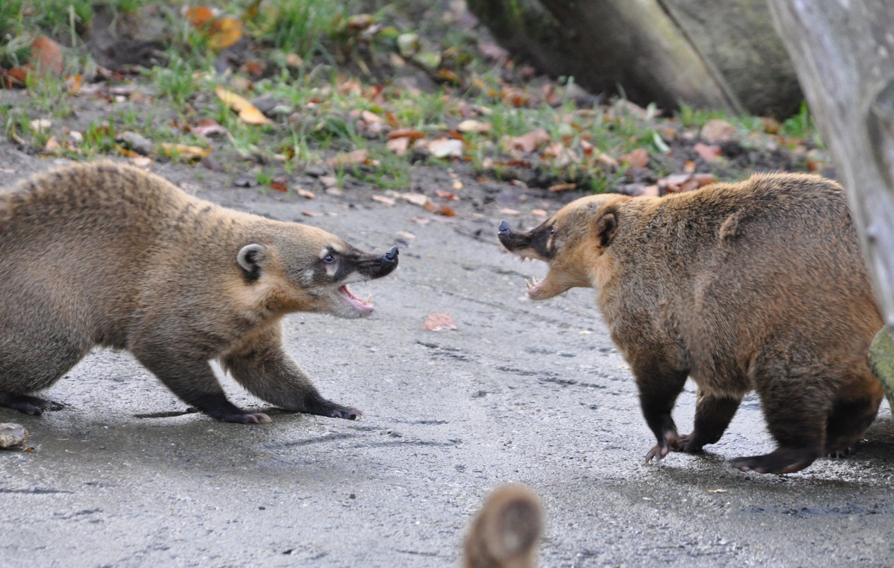 White-nosed coati, Nasua narica, feeding on a palm tree, Belize, Central America