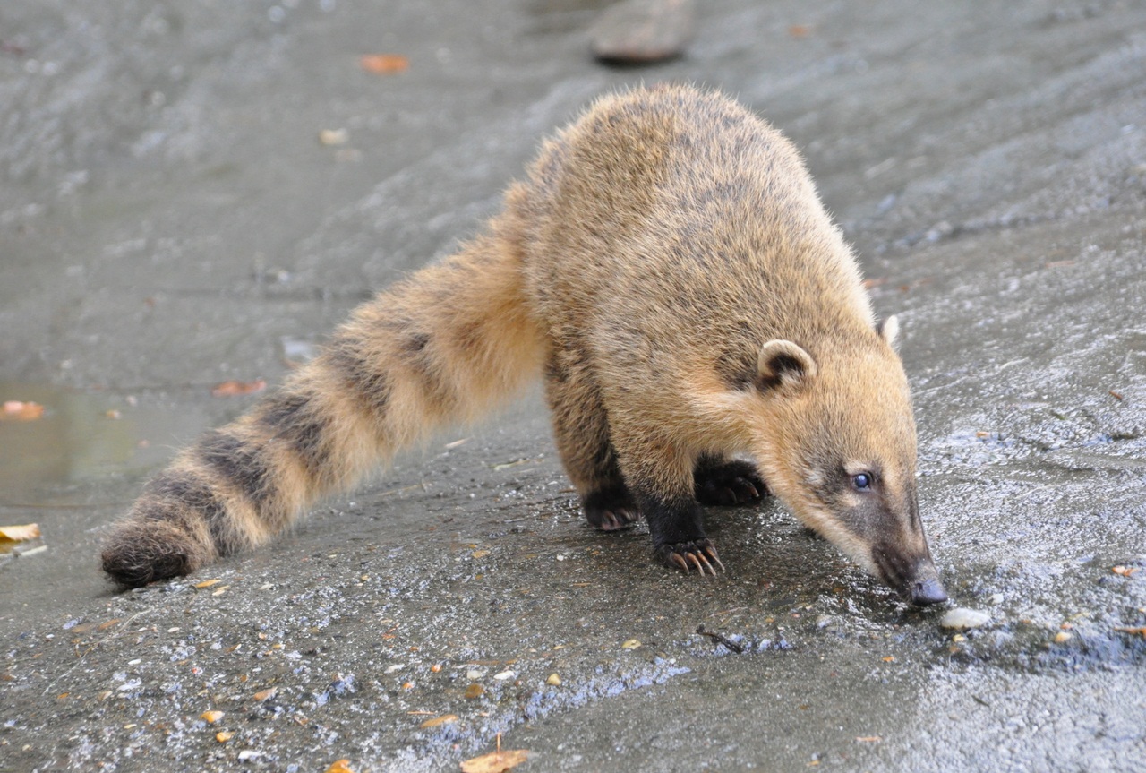 White-nosed coati, Nasua narica, feeding on a palm tree, Belize, Central America