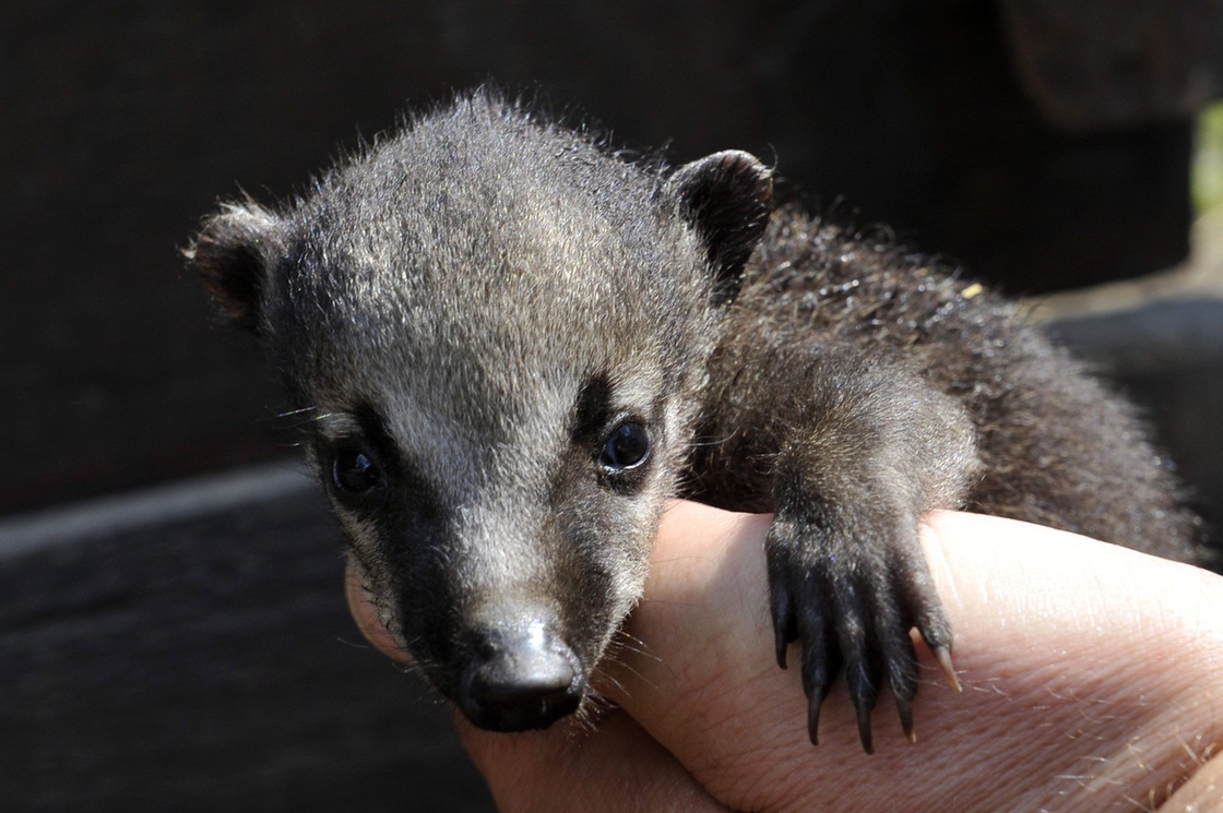 White-nosed coati, Nasua narica, feeding on a palm tree, Belize, Central America