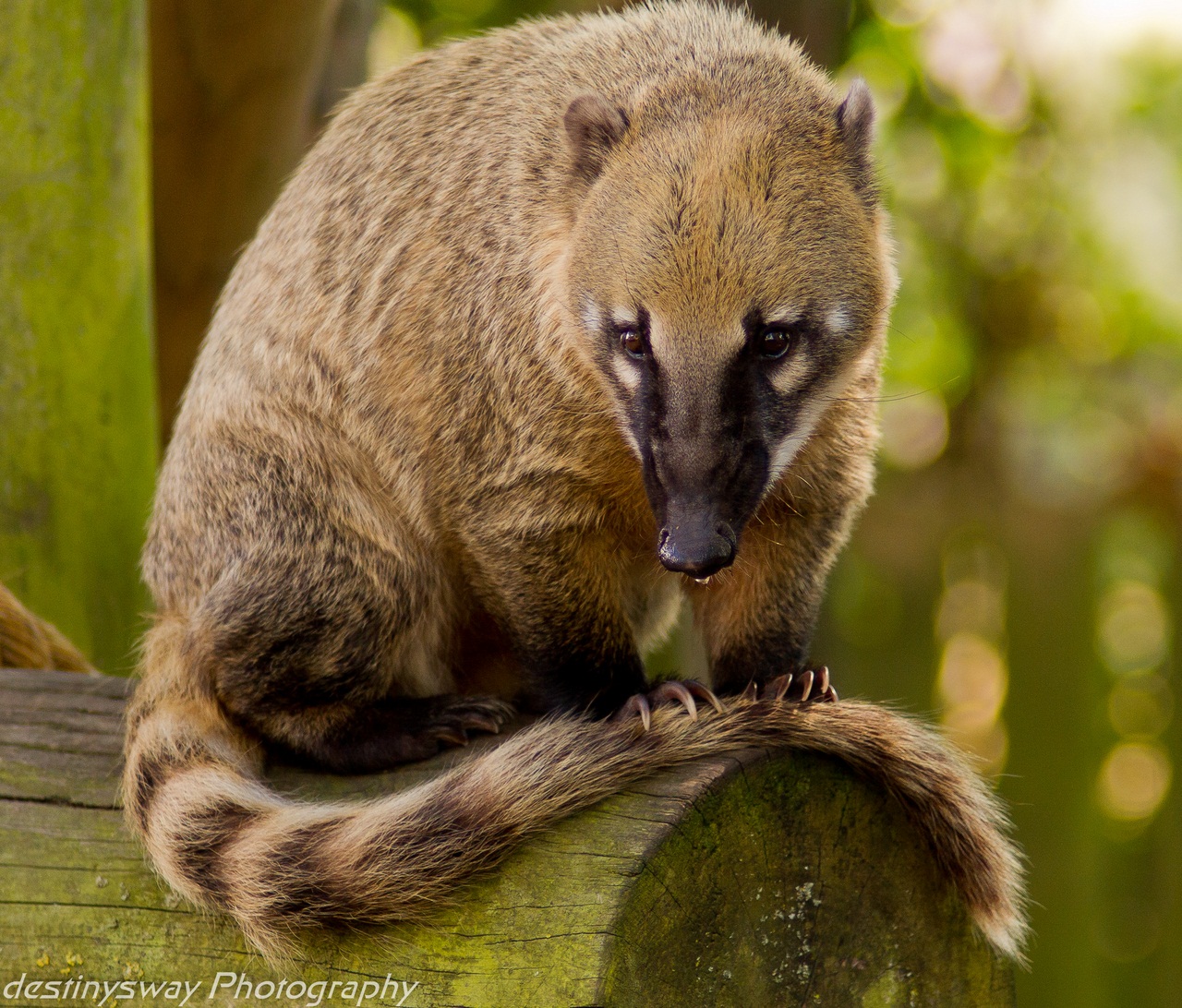 White-nosed coati, Nasua narica, feeding on a palm tree, Belize, Central America