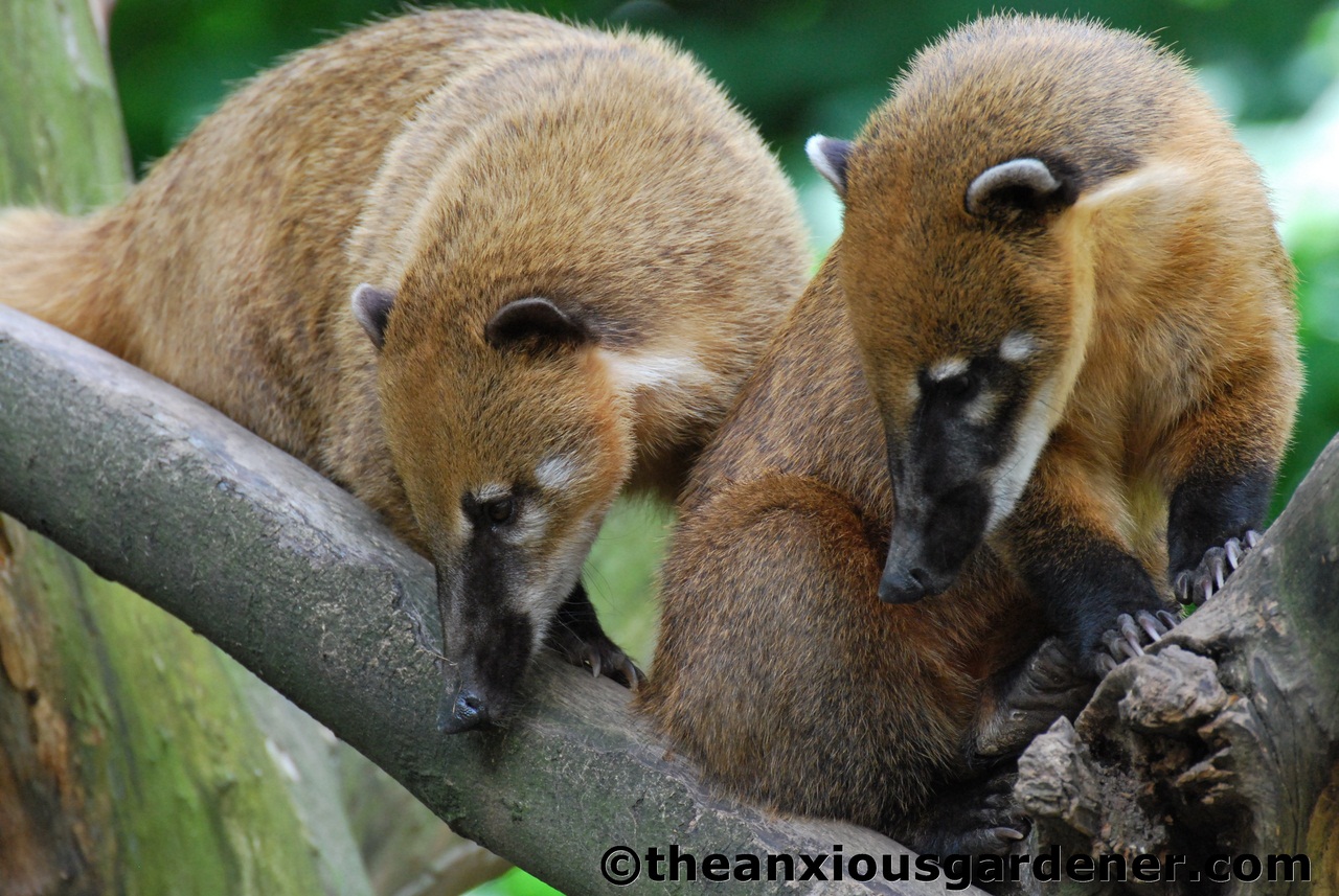 White-nosed coati, Nasua narica, feeding on a palm tree, Belize, Central America