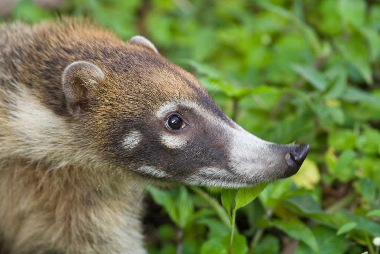 White-nosed coati, Nasua narica, feeding on a palm tree, Belize, Central America