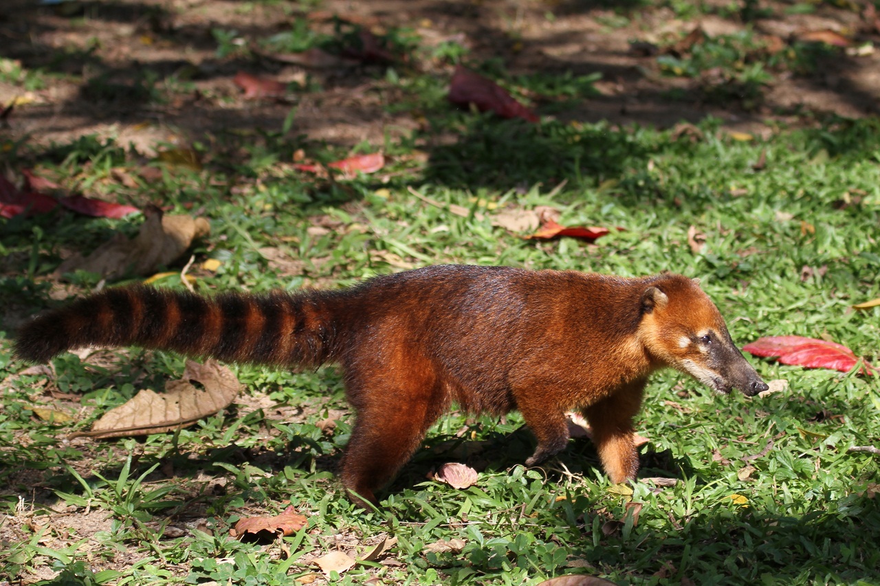 White-nosed coati, Nasua narica, feeding on a palm tree, Belize, Central America