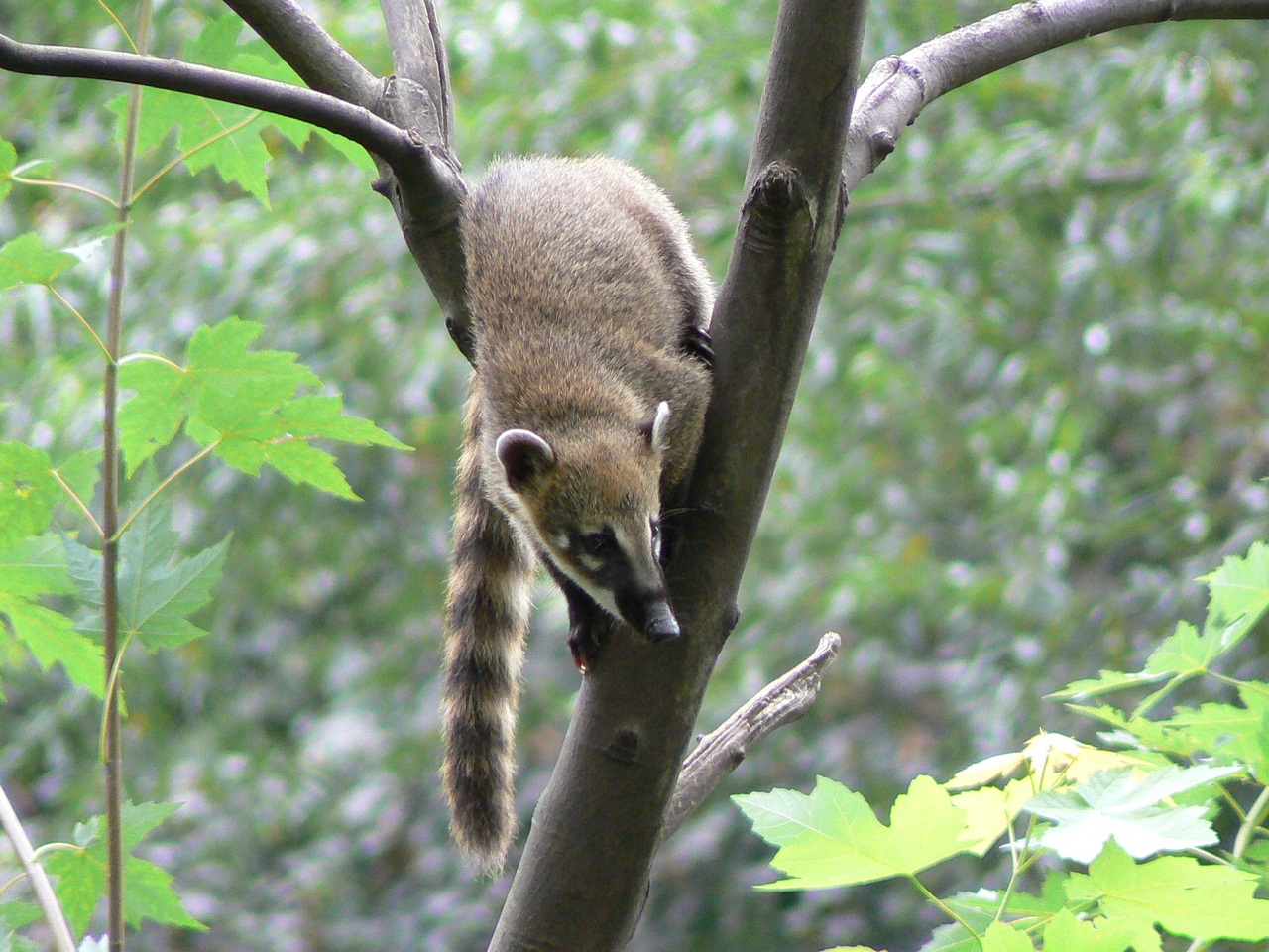 White-nosed coati, Nasua narica, feeding on a palm tree, Belize, Central America