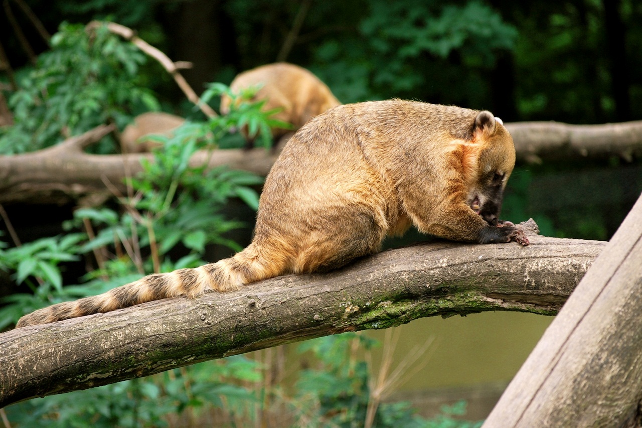 White-nosed coati, Nasua narica, feeding on a palm tree, Belize, Central America