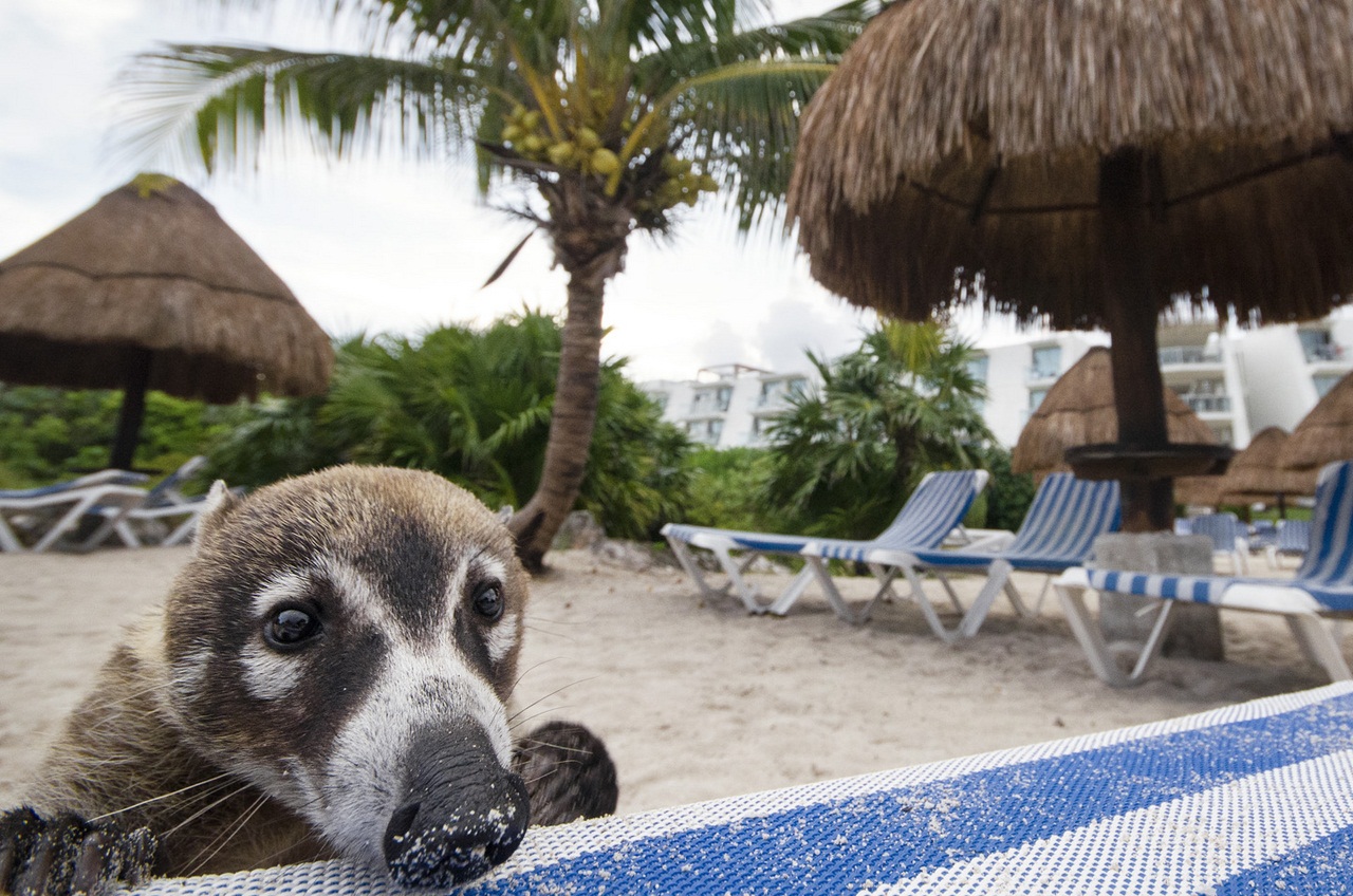 White-nosed coati, Nasua narica, feeding on a palm tree, Belize, Central America