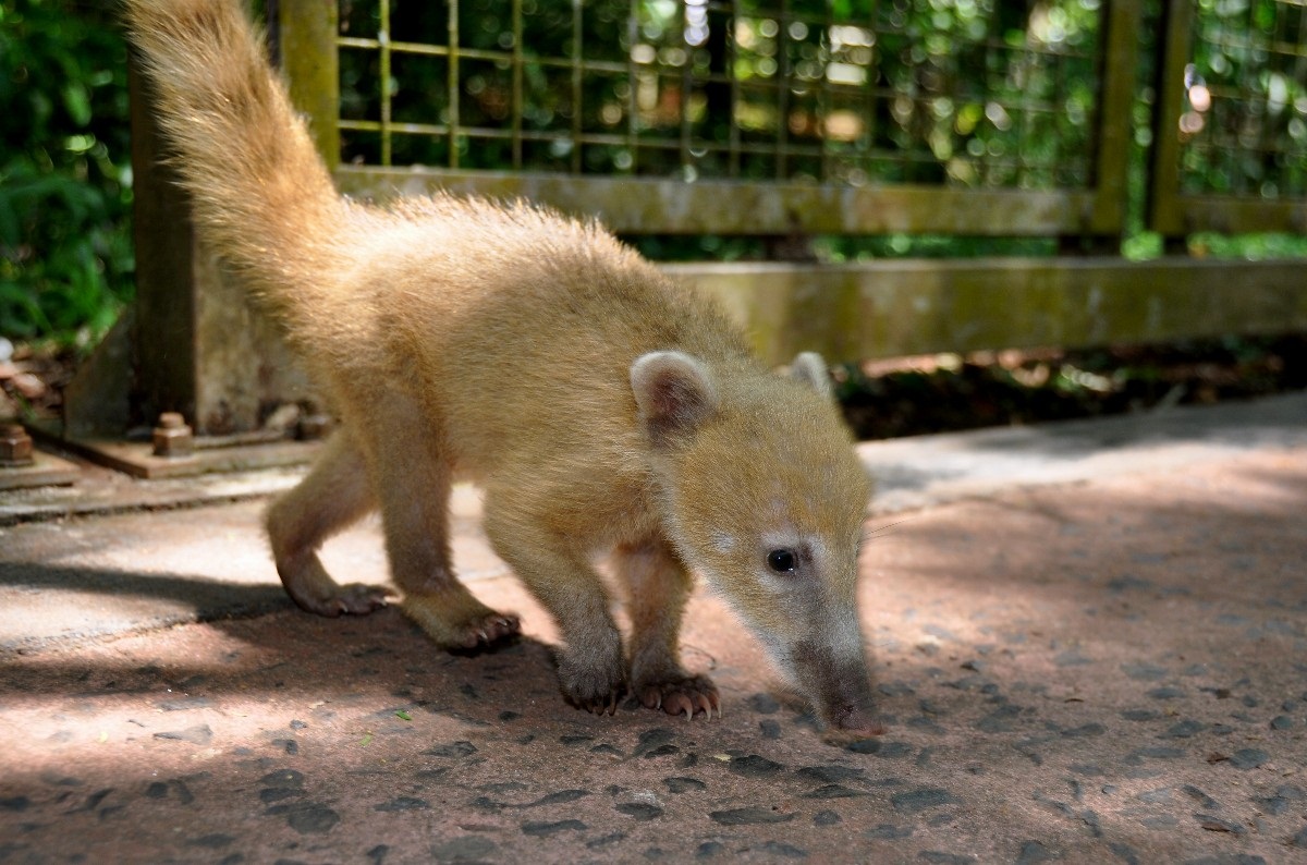 Coati