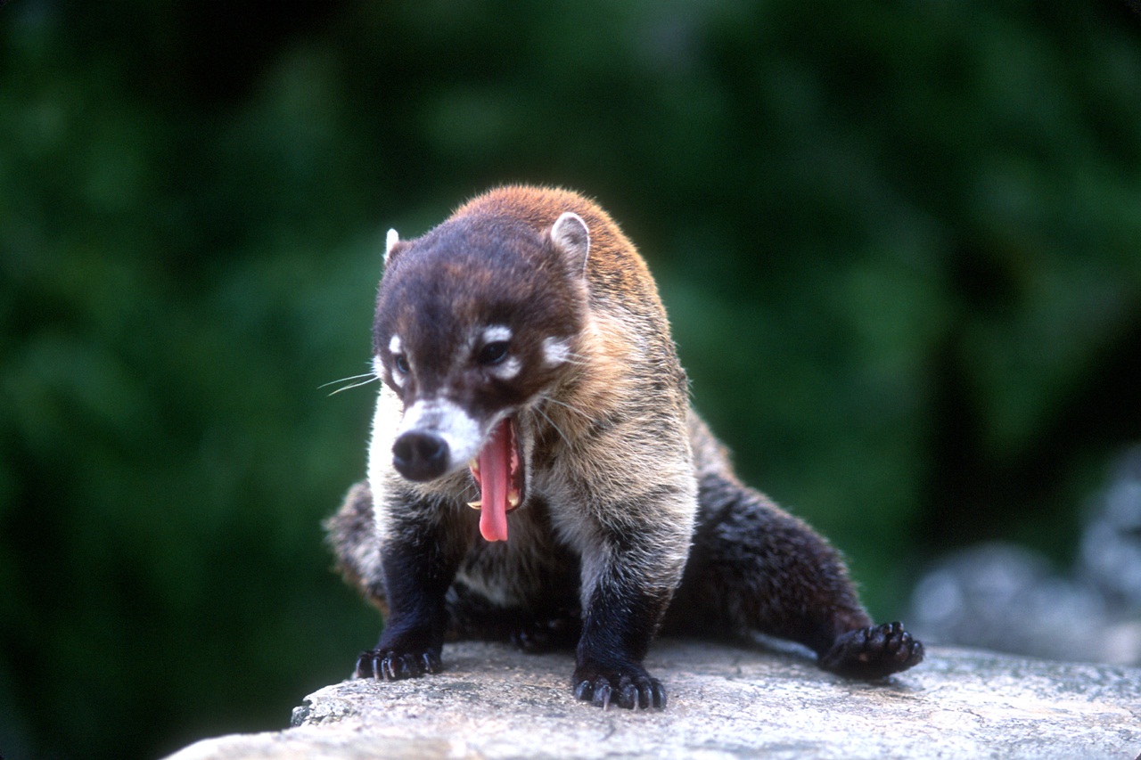 Coati