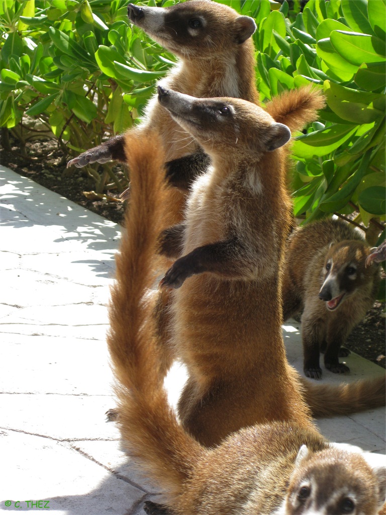 White-nosed coati, Nasua narica, feeding on a palm tree, Belize, Central America