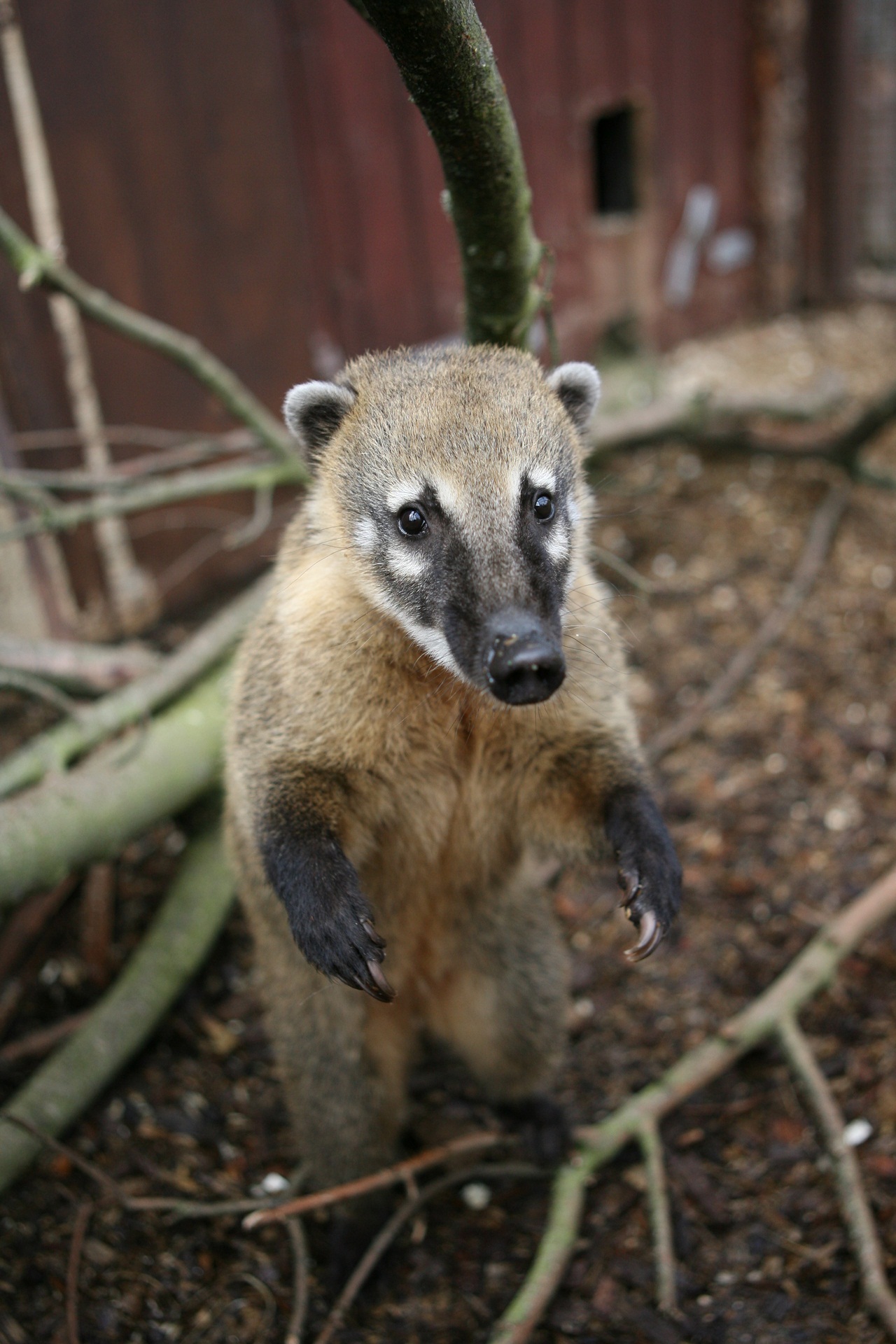 Coati