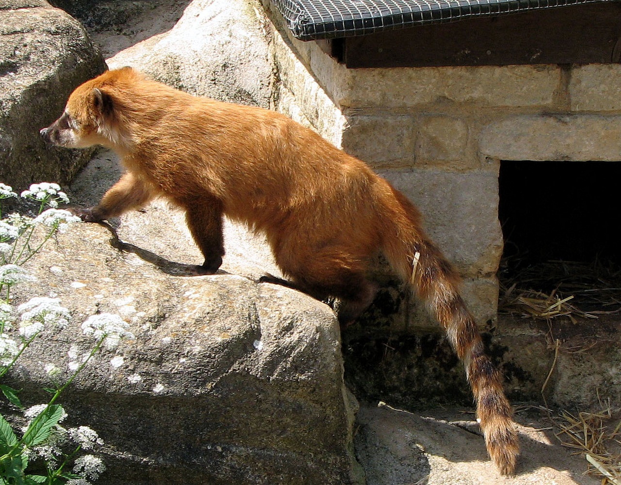 Coati