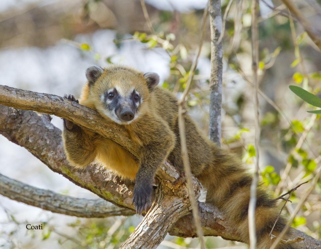 Coati