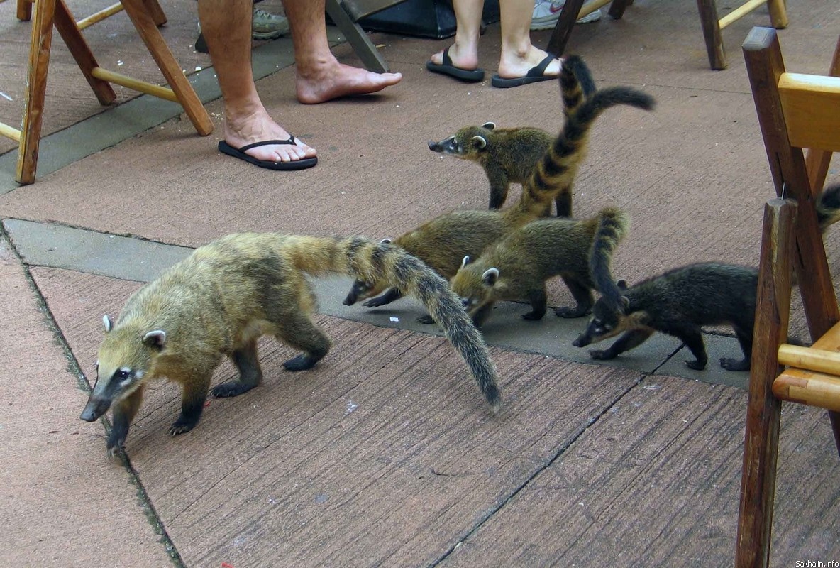 White-nosed coati, Nasua narica, feeding on a palm tree, Belize, Central America