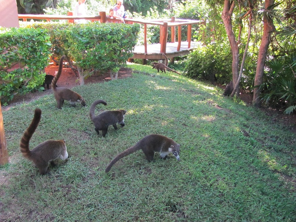 Coati