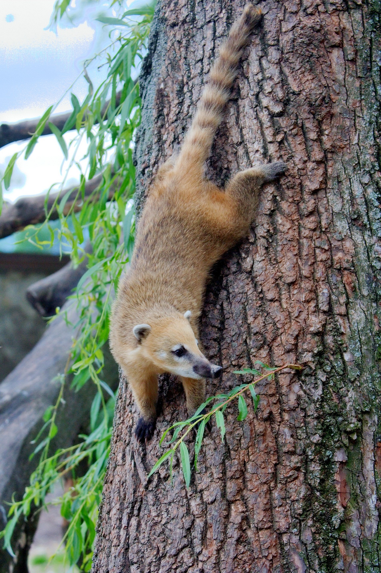 Coati