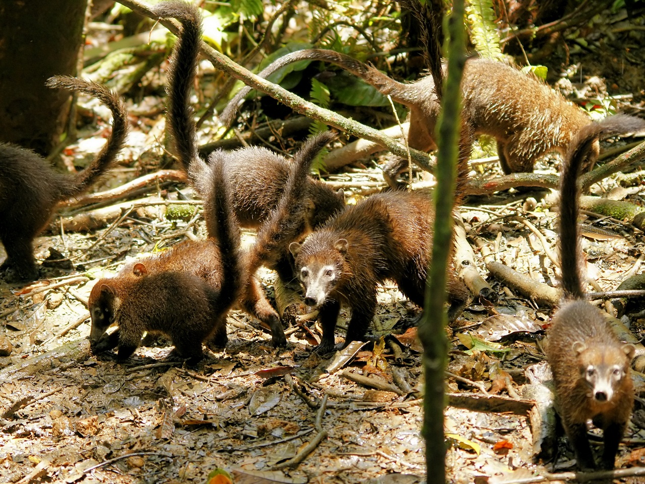 Coati