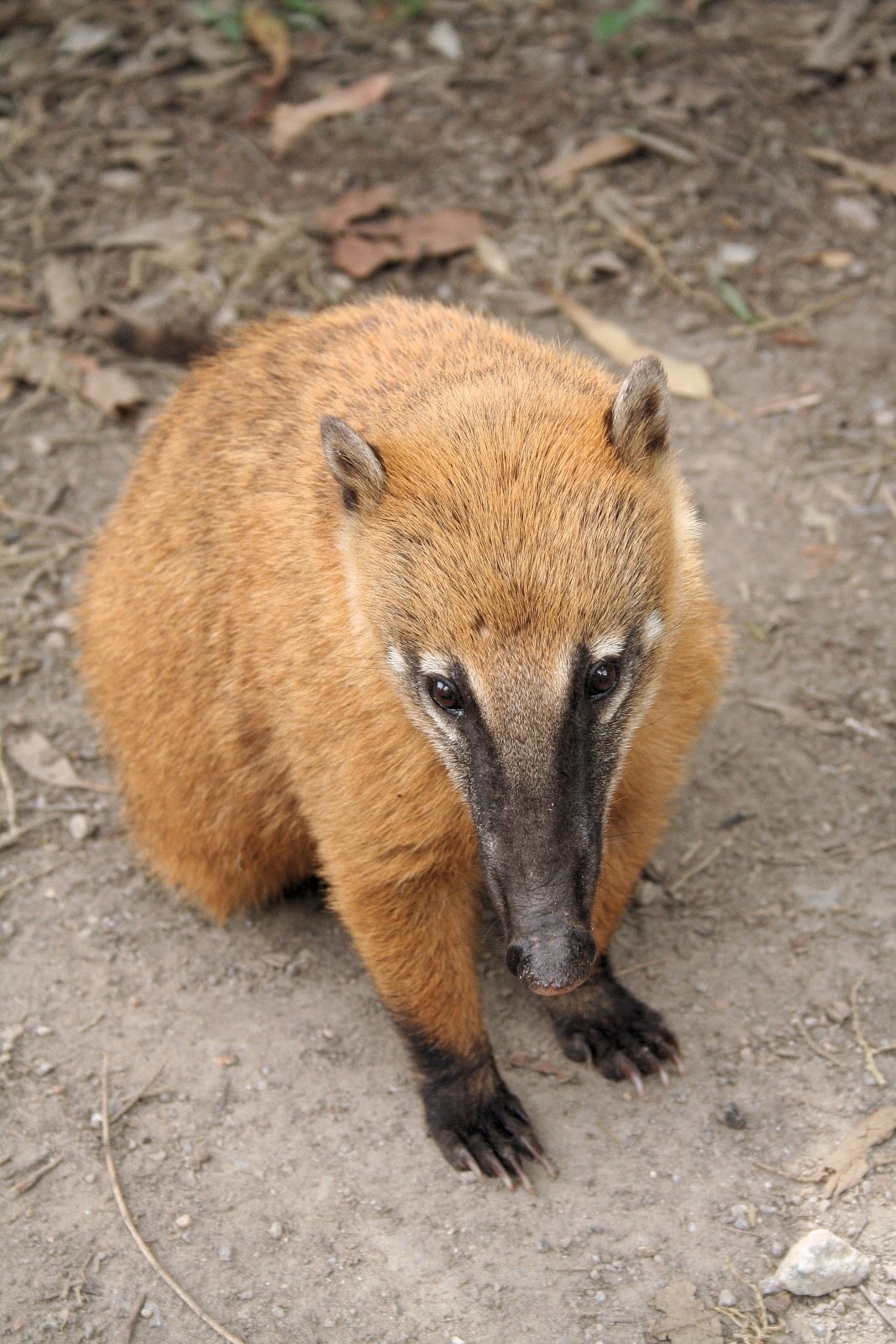 White-nosed coati, Nasua narica, feeding on a palm tree, Belize, Central America