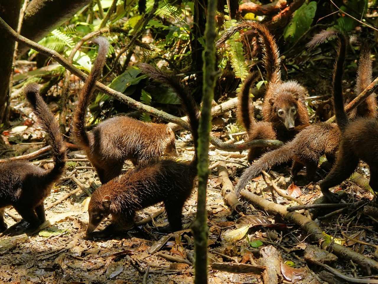 White-nosed coati, Nasua narica, feeding on a palm tree, Belize, Central America