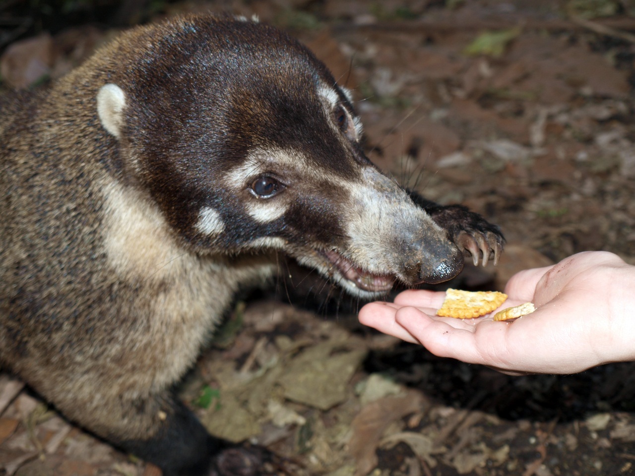 Coati