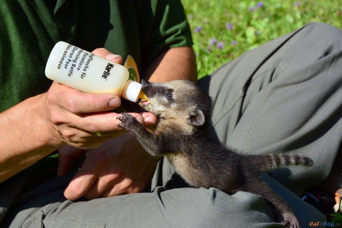 White-nosed coati, Nasua narica, feeding on a palm tree, Belize, Central America