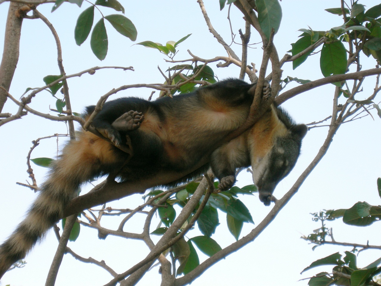 White-nosed coati, Nasua narica, feeding on a palm tree, Belize, Central America