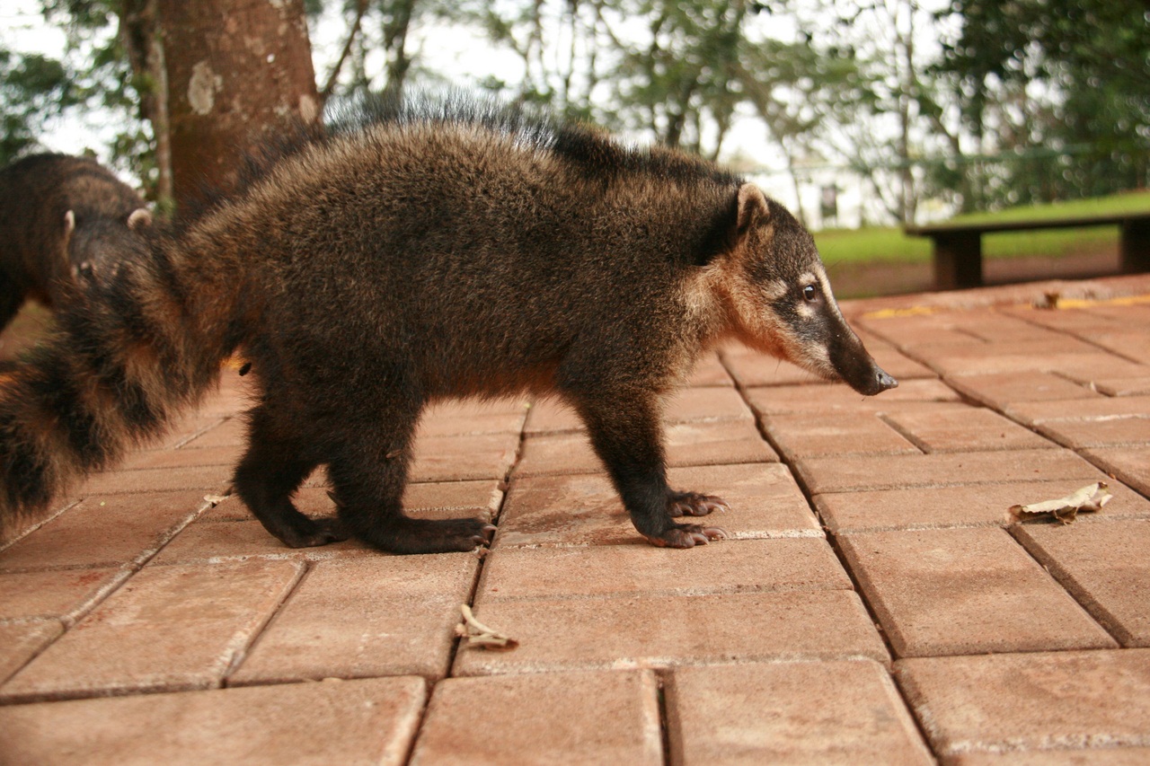 White-nosed coati, Nasua narica, feeding on a palm tree, Belize, Central America