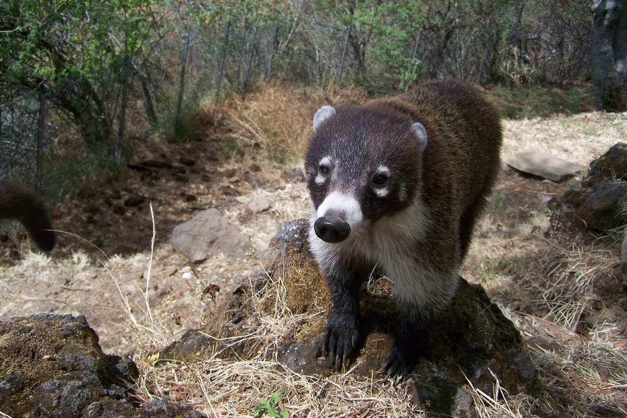 Coati