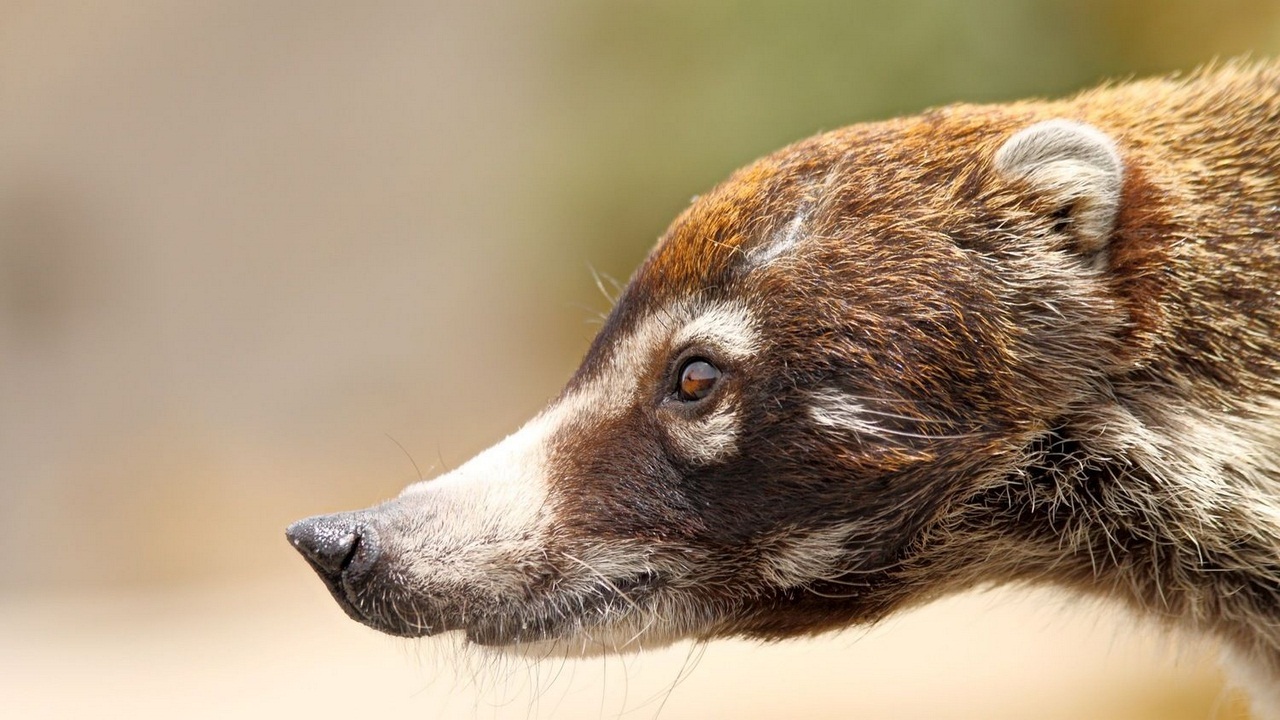 Coati