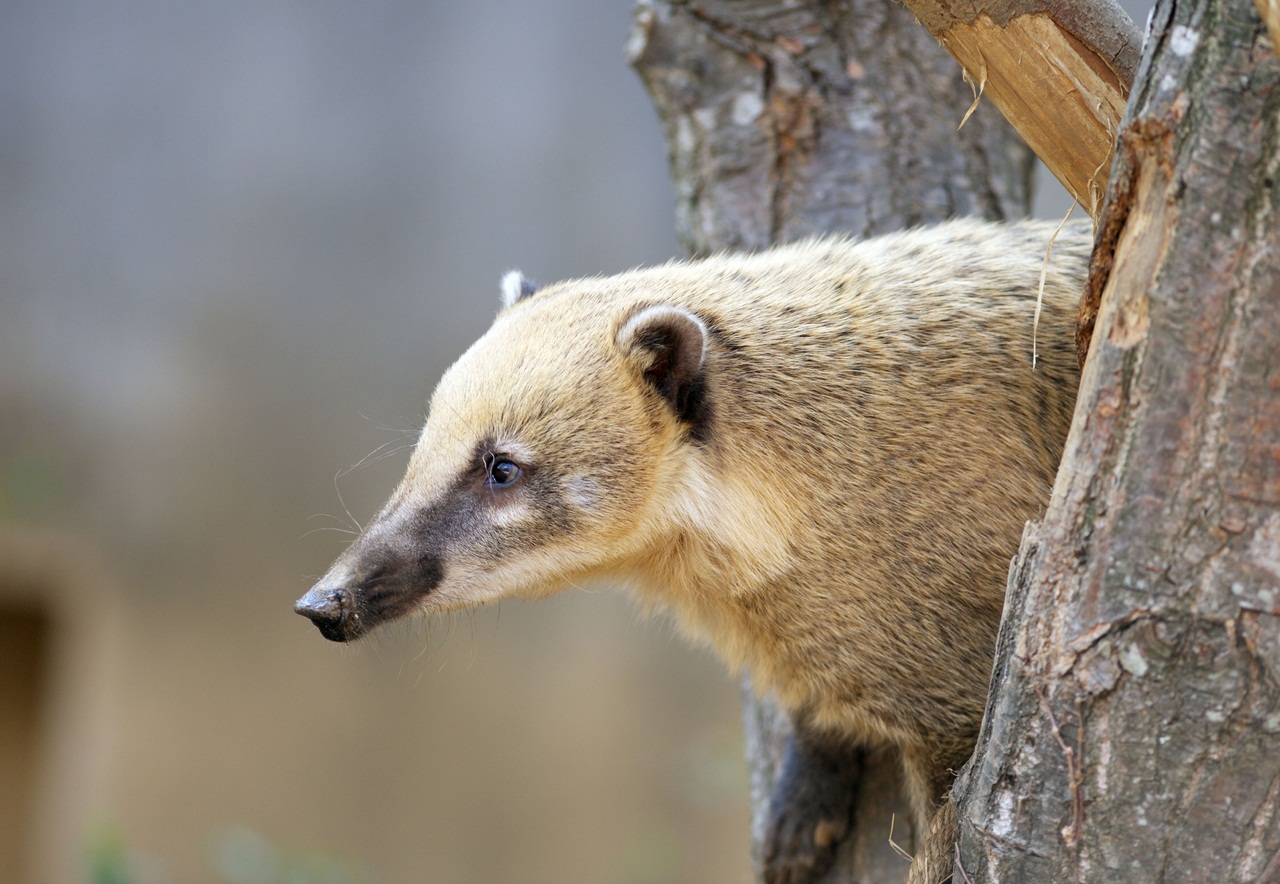 White-nosed coati, Nasua narica, feeding on a palm tree, Belize, Central America