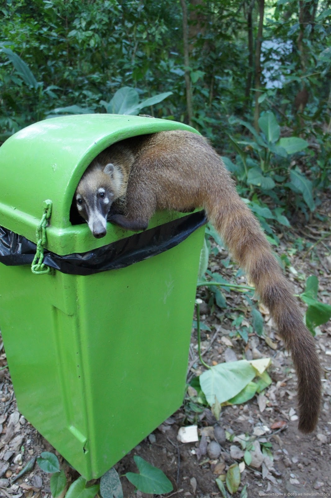 White-nosed coati, Nasua narica, feeding on a palm tree, Belize, Central America