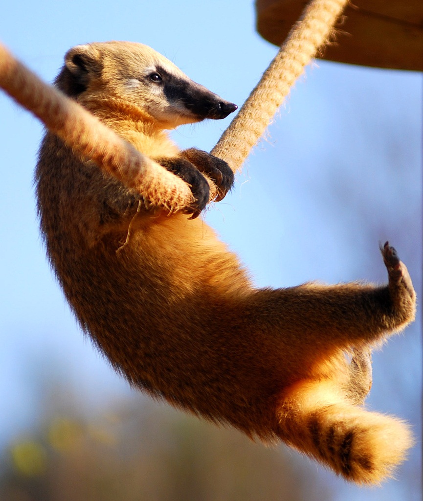 White-nosed coati, Nasua narica, feeding on a palm tree, Belize, Central America