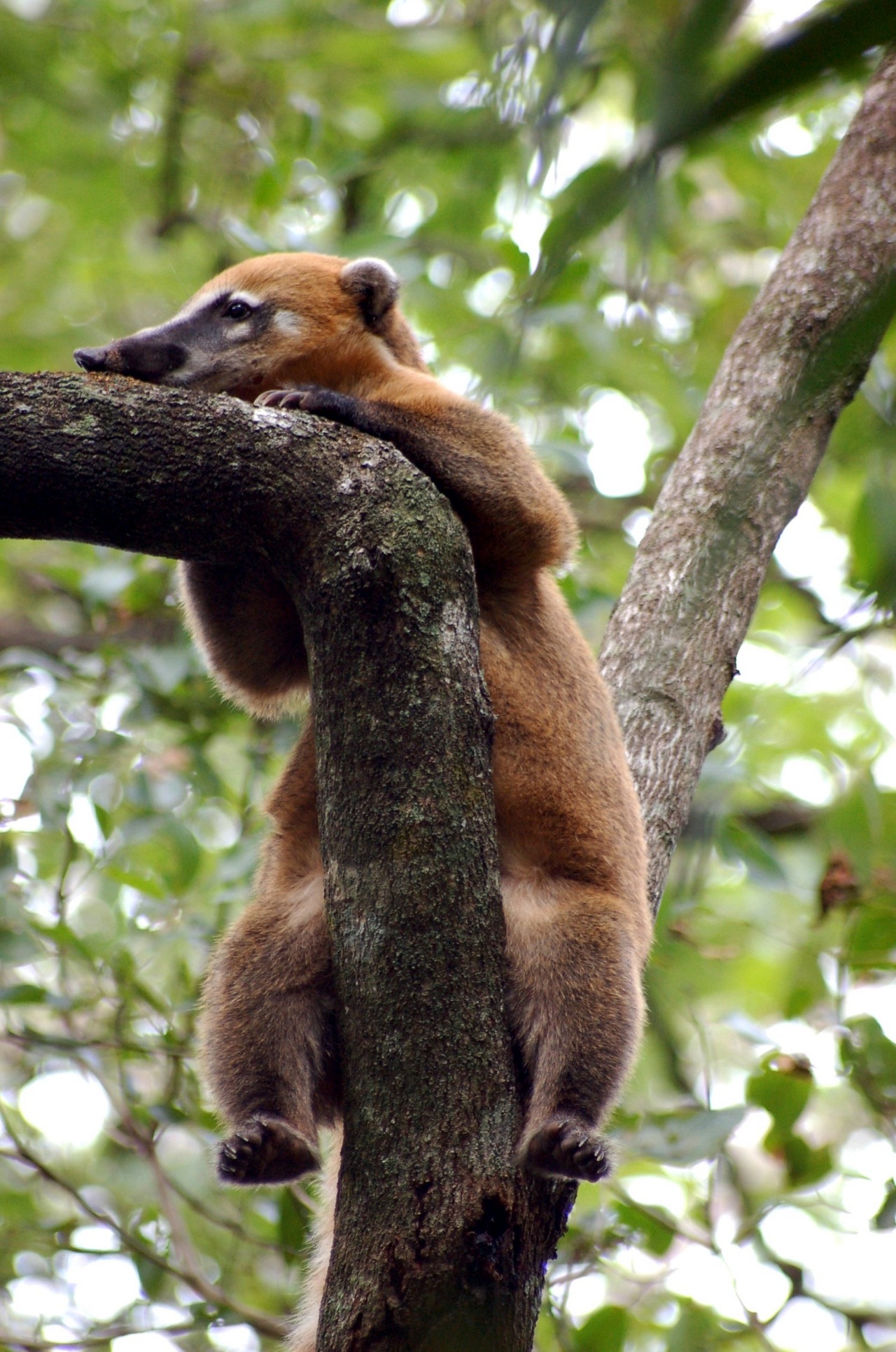 Coati