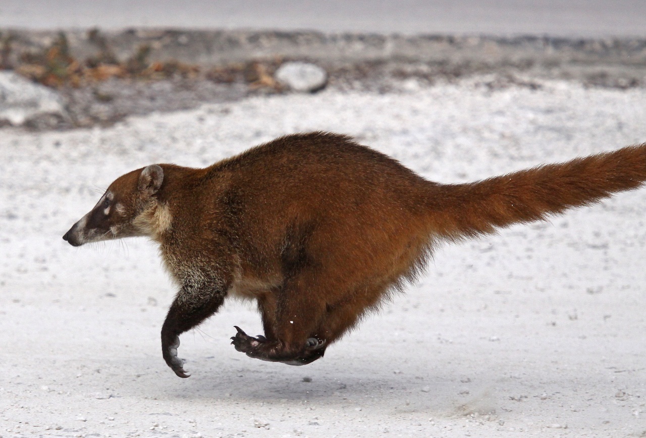 White-nosed coati, Nasua narica, feeding on a palm tree, Belize, Central America