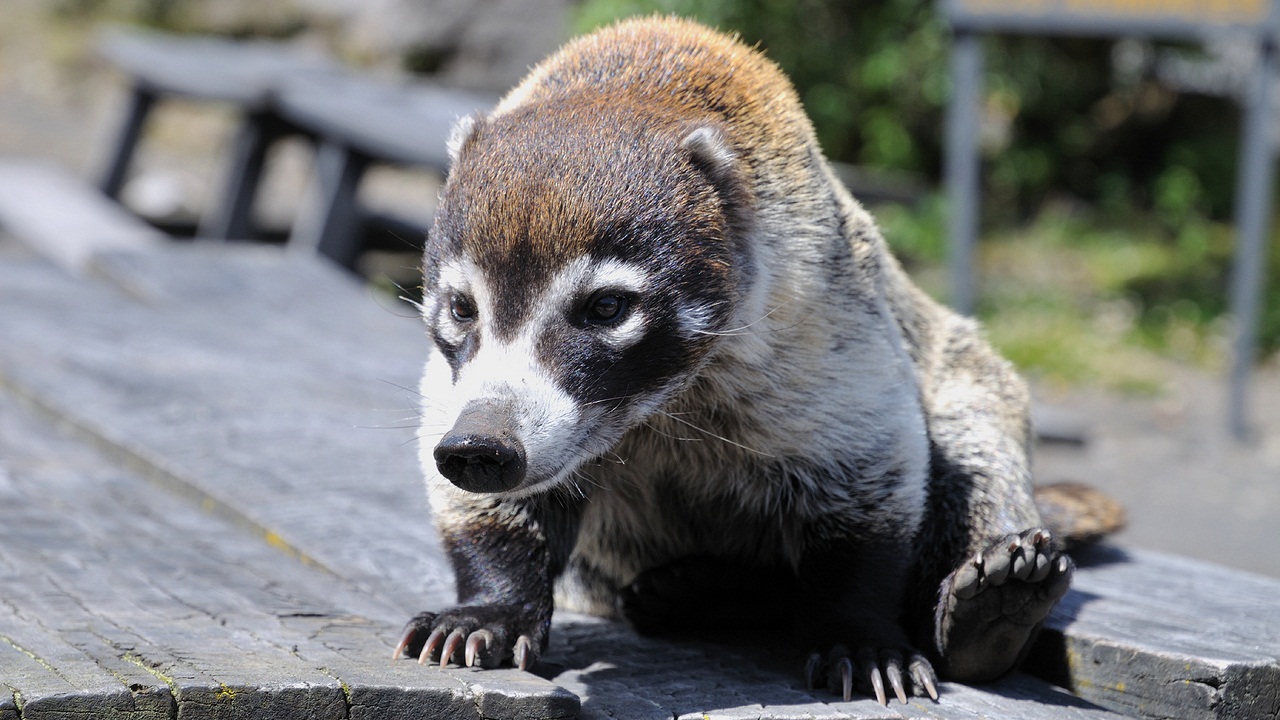 Coati