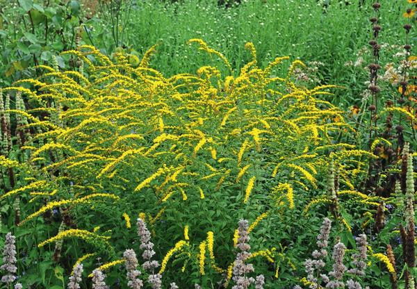 Золотарник (Solidago)