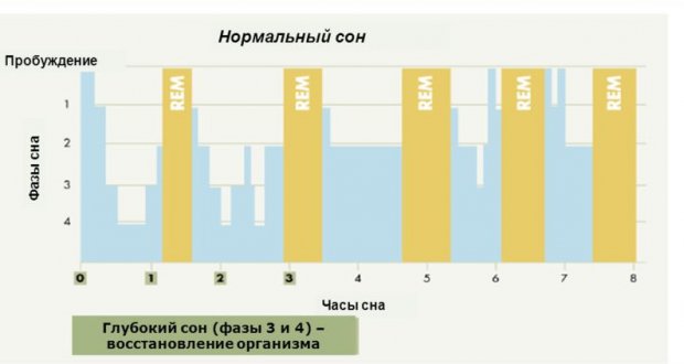 Фазы сна