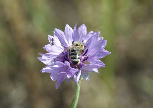  Centaurea cyanusлечебные свойства фото применение