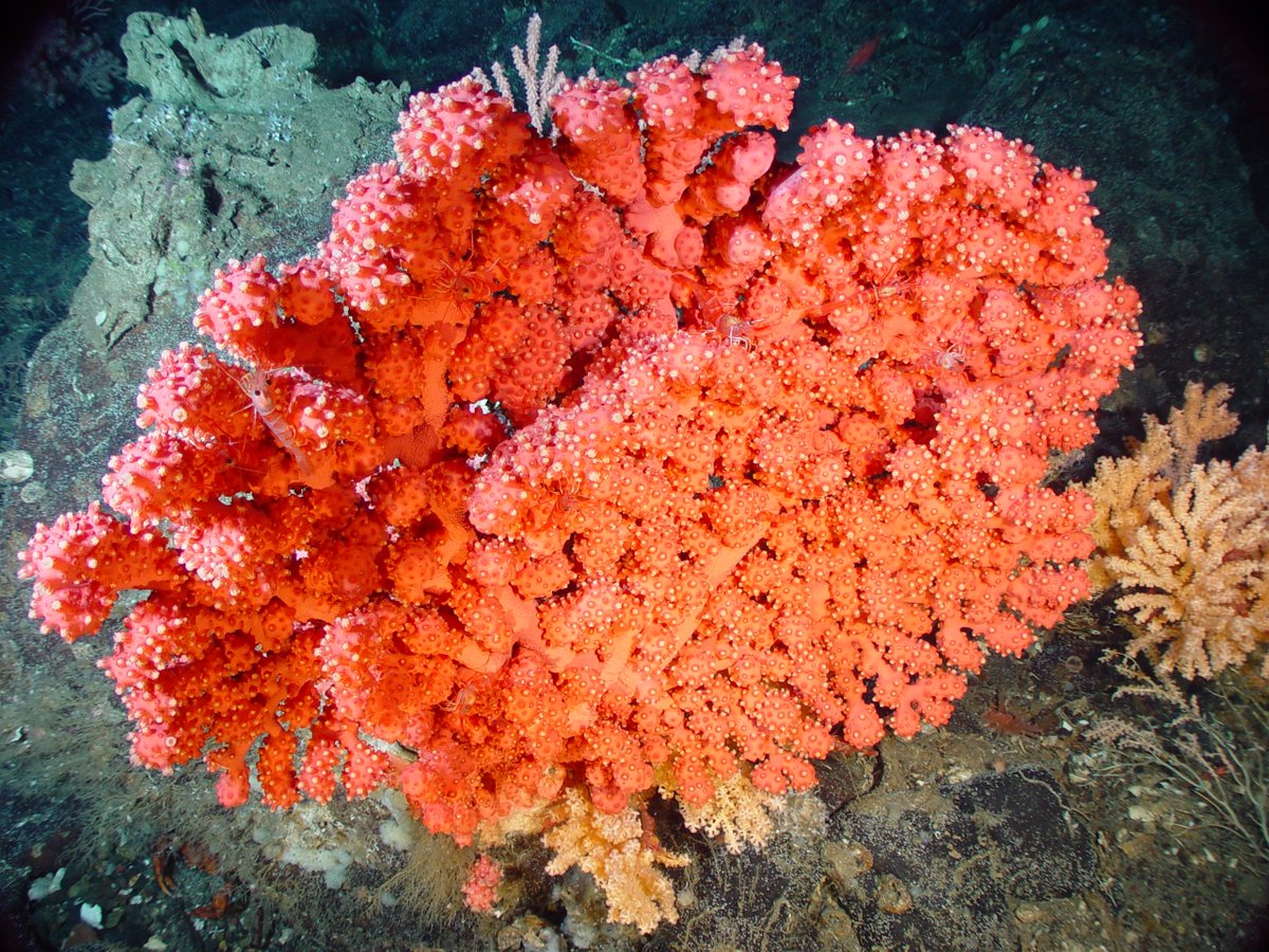 Coral цвет. Оранжевый коралл риф. Sardegna коралл оранжевый. Риф коралловый 54546. Пеларгония коралловый риф.