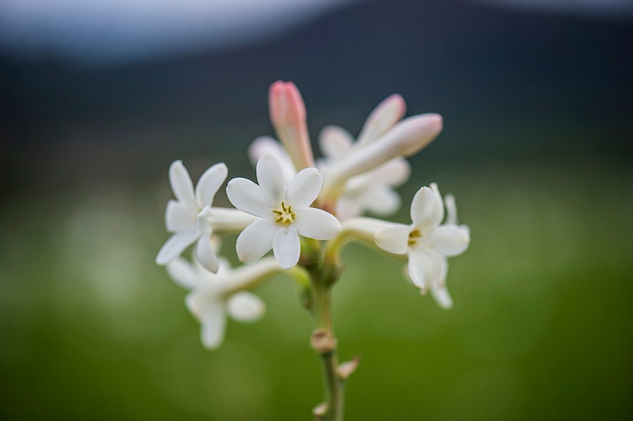 chanel-field-flower