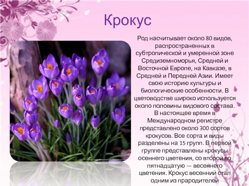 Почему именно крокус выбрали. Первоцветы крокусы. Крокус Шафран Крымский. Первоцветы крокусы описание. Весенние цветы первоцветы Крокус.