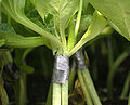 Cucumis melo grafted onto Cucurbita ficifolia root.jpeg