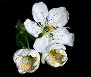 Prunus cerasus blossom 1b.jpg