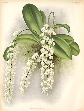 Aerangis citrata.jpg