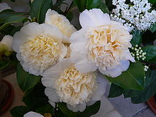 Camellia hyb Yuri s Yellow Kalenderkopie.jpg