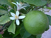 Lime Blossom.jpg