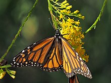 Бабочка монарх на цветке золотарника