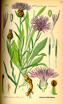 Flockeblume01.jpg